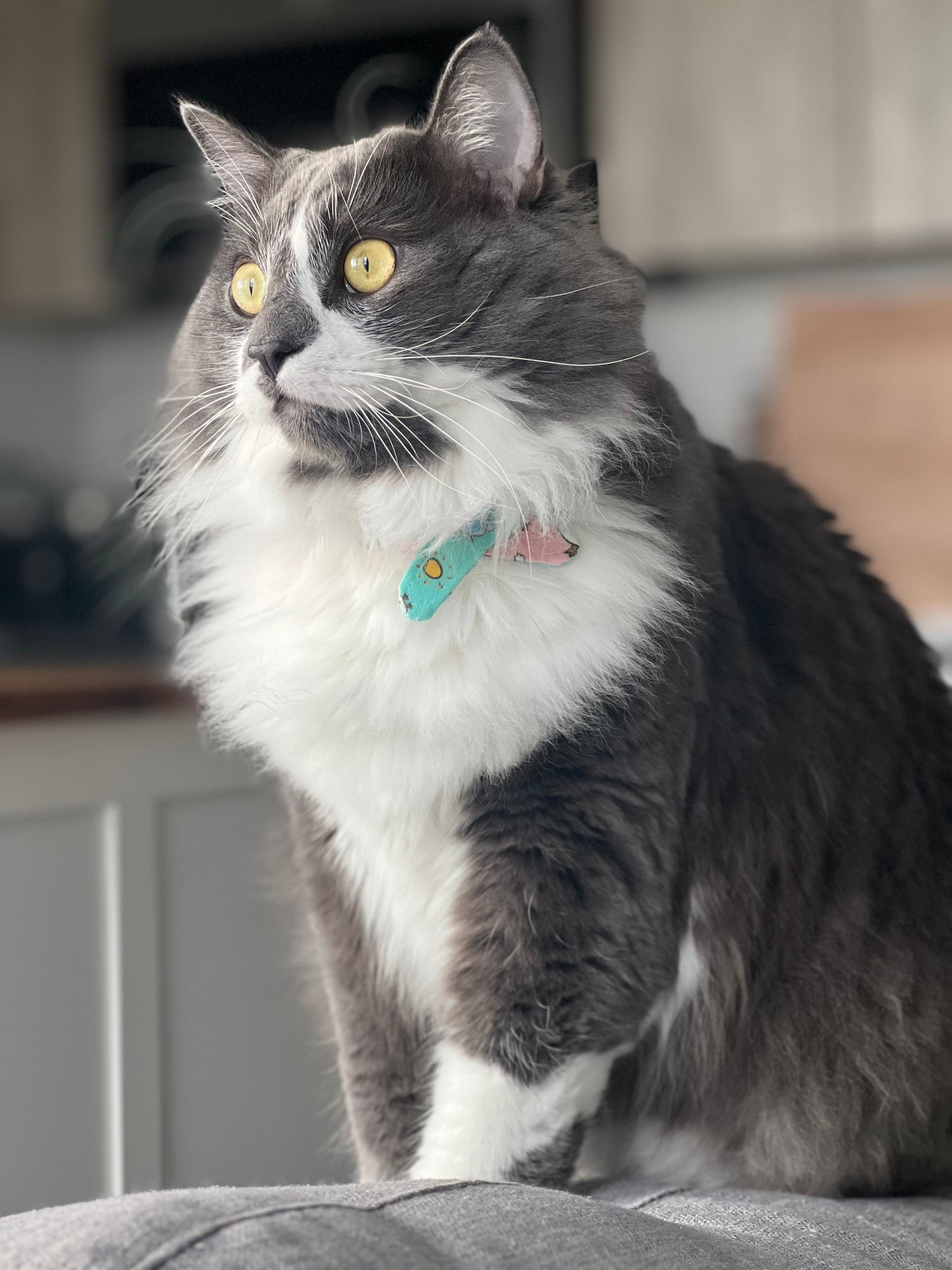 Medium - Teeny Tiny Bandana