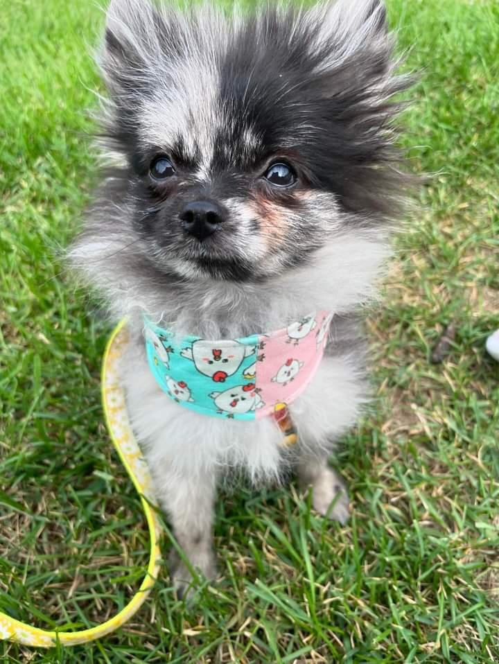 Small - Teeny Tiny Bandana