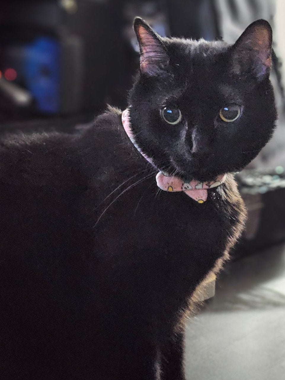 Small - Teeny Tiny Bandana