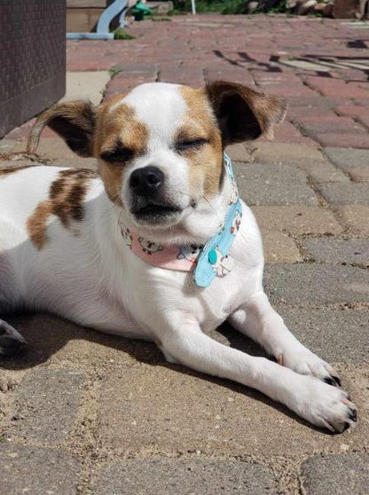 Small - Teeny Tiny Bandana